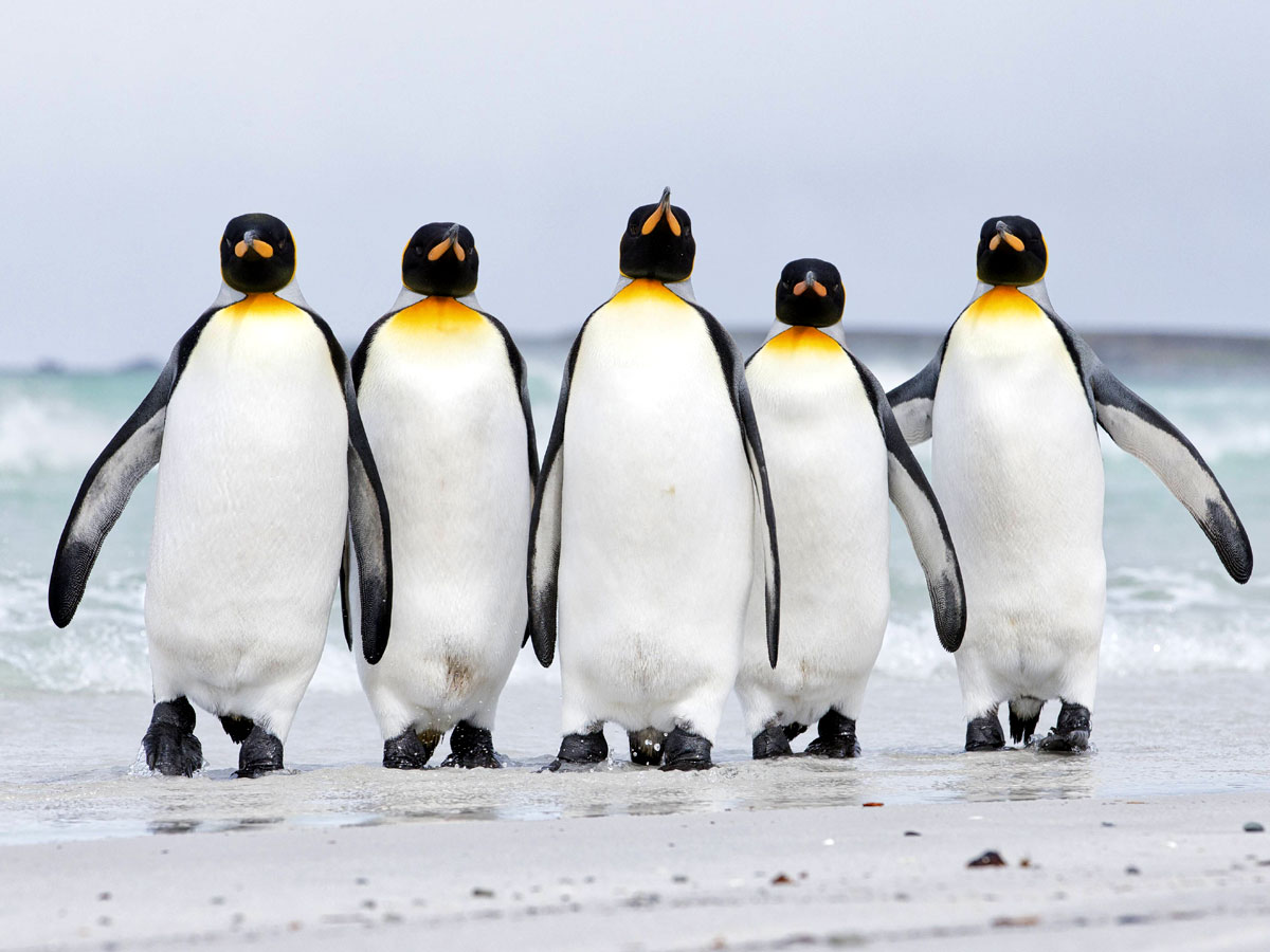 Penguins