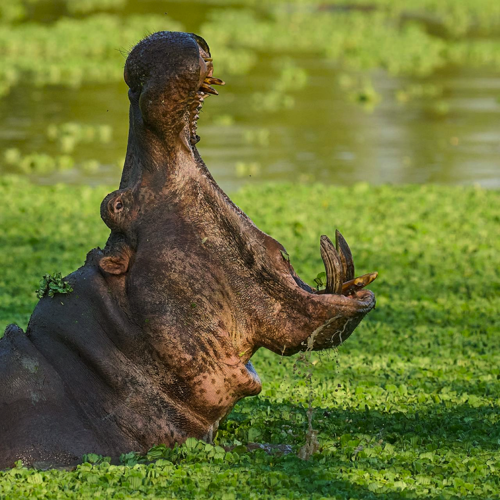 Hippo